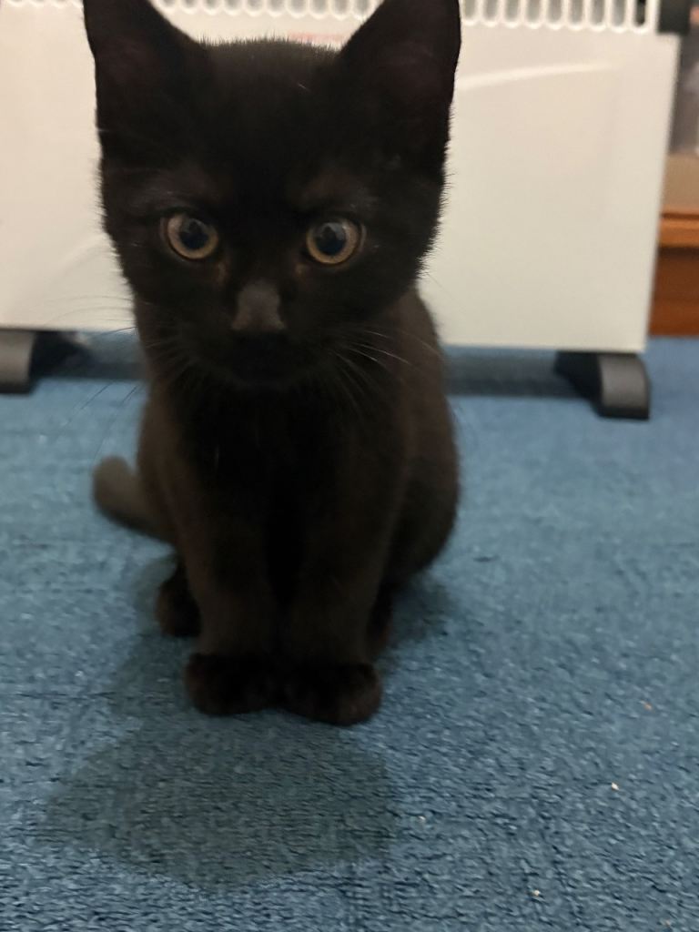 BEAUTIFUL BLACK KITTEN FOR SALE 🐈‍⬛ 