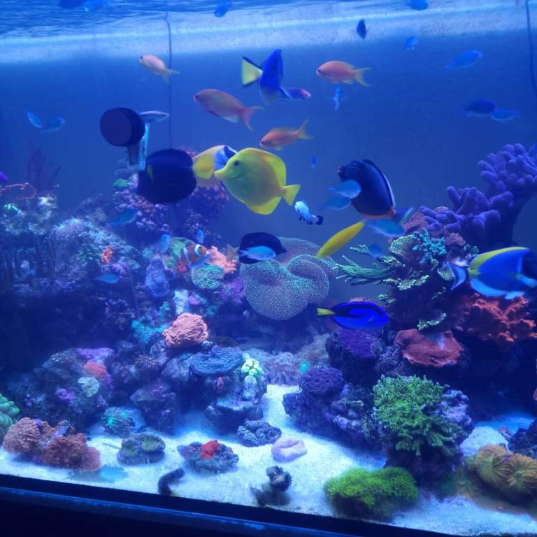 Marine Aquariums 