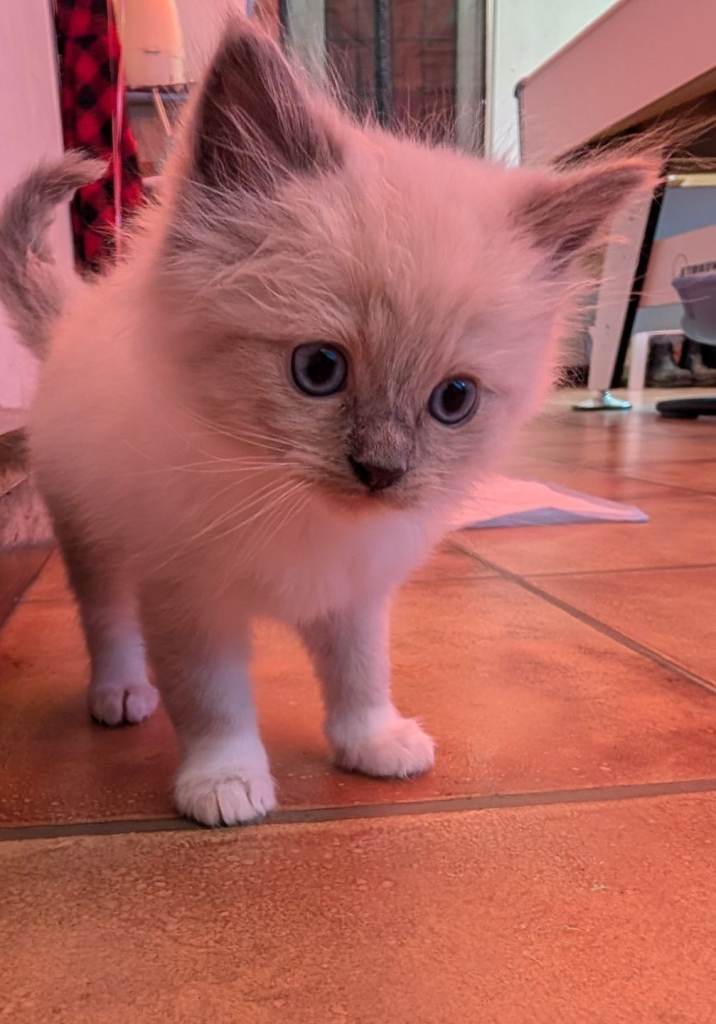  Ragdoll kitten 1 boy left 