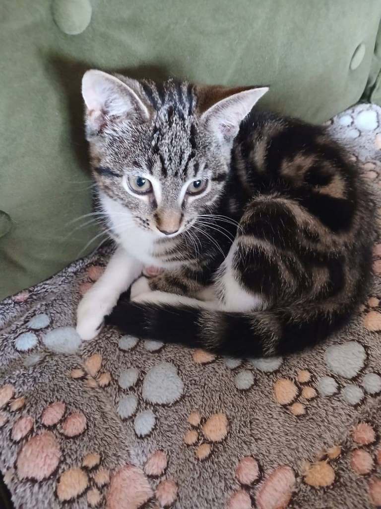 Male cute cat 10 weeks 