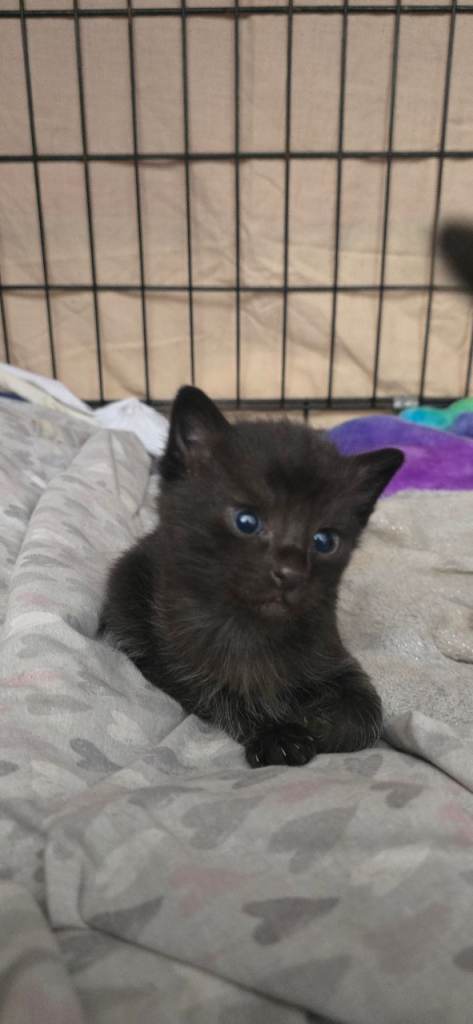 3 available- black siamese cross British Shorthair kittens