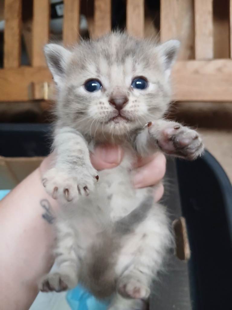 5 beautiful unique kittend