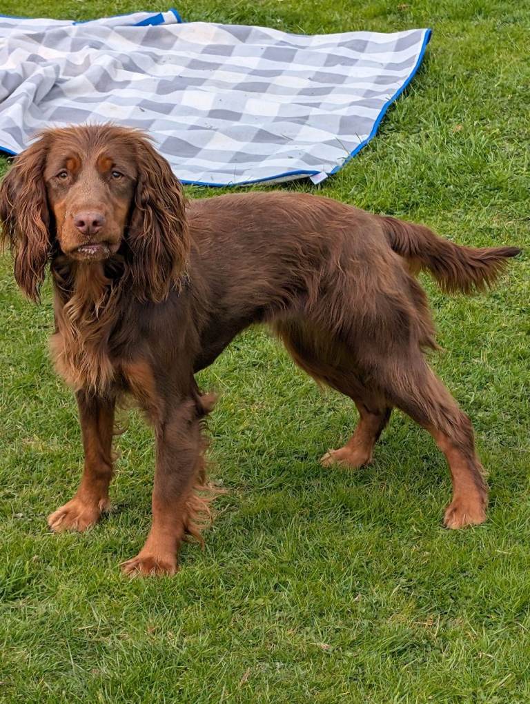 Sprocker from rehoming 