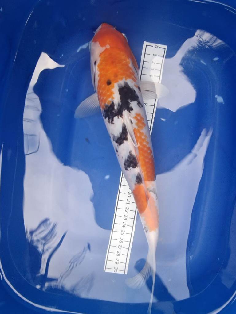 Koi carp for sale 