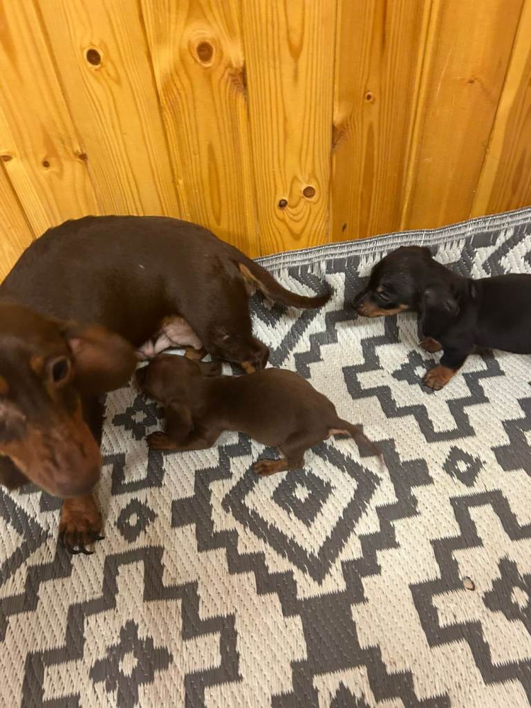 Beautiful miniature dachshund puppies 