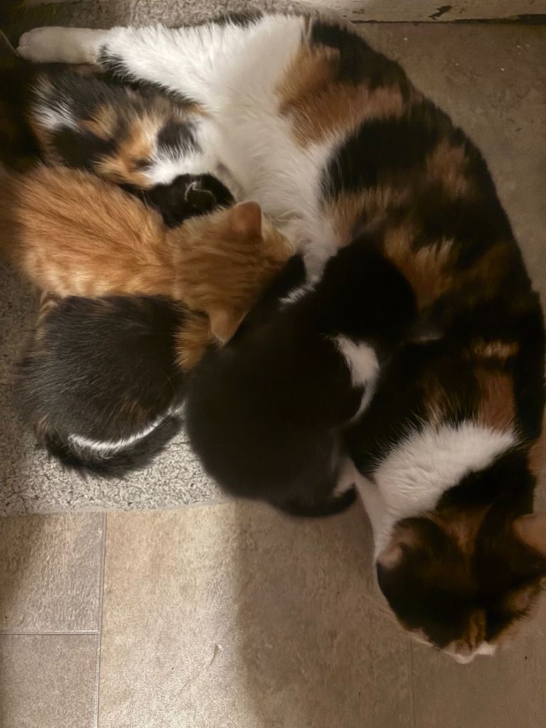 4 kittens ready 8th may in Northwich