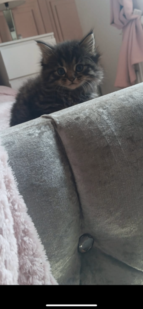 2 Persian kittens 