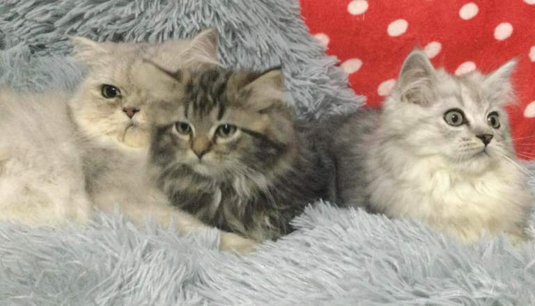 Persian kittens 