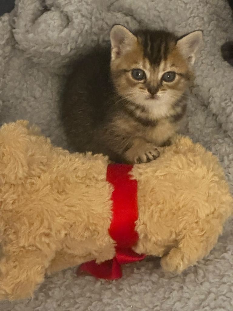 British short hair cross 