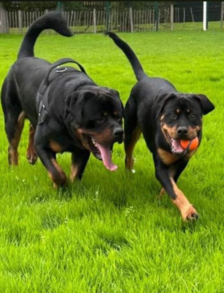 Kc pedigree rottweilers 