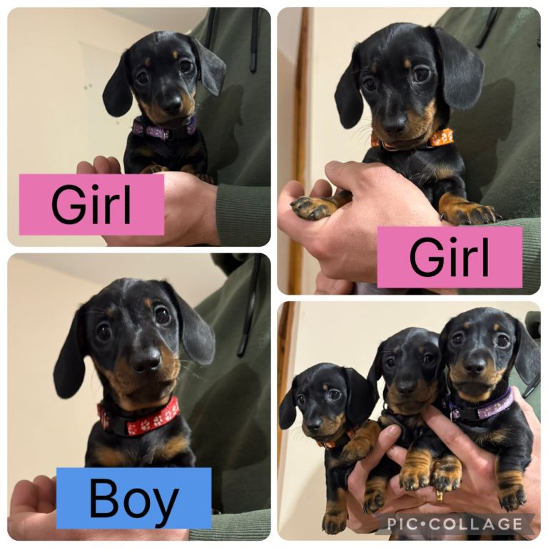 KC Registered ready to leave 11th jan- black & tan miniature dachshunds 