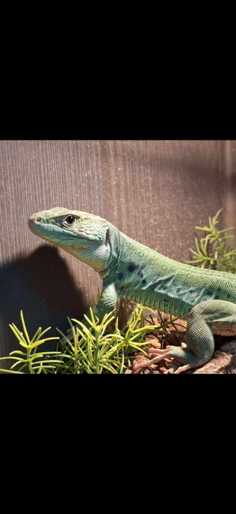 Jeweled lacerta + full setup for sale