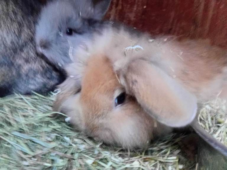 Baby lion head bunnies 