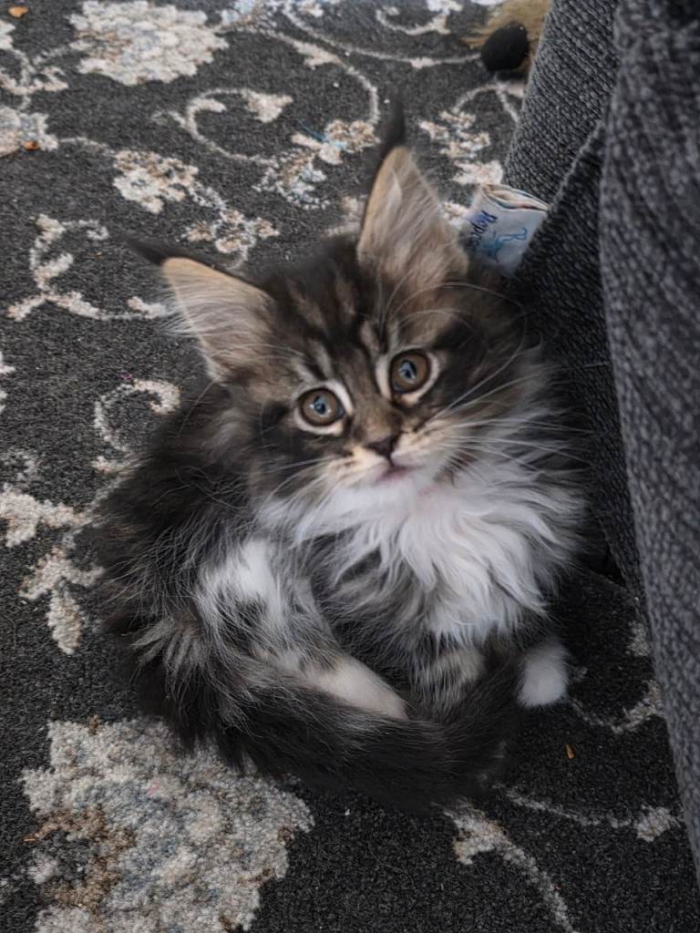 Maine coon kittens 