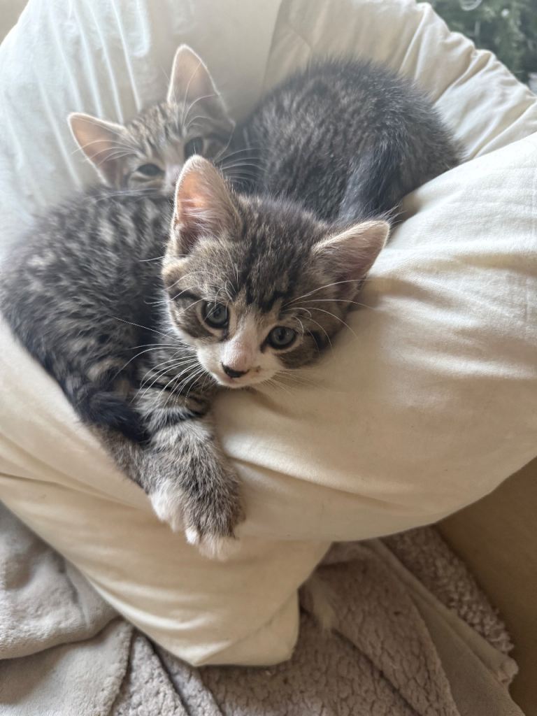 Kittens, 9 weeks old  one female left 