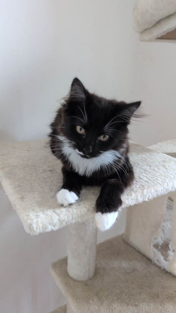 4 Month Old Kittens For Sale
