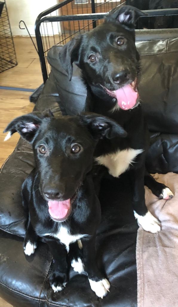 2 Loving female collie pups
