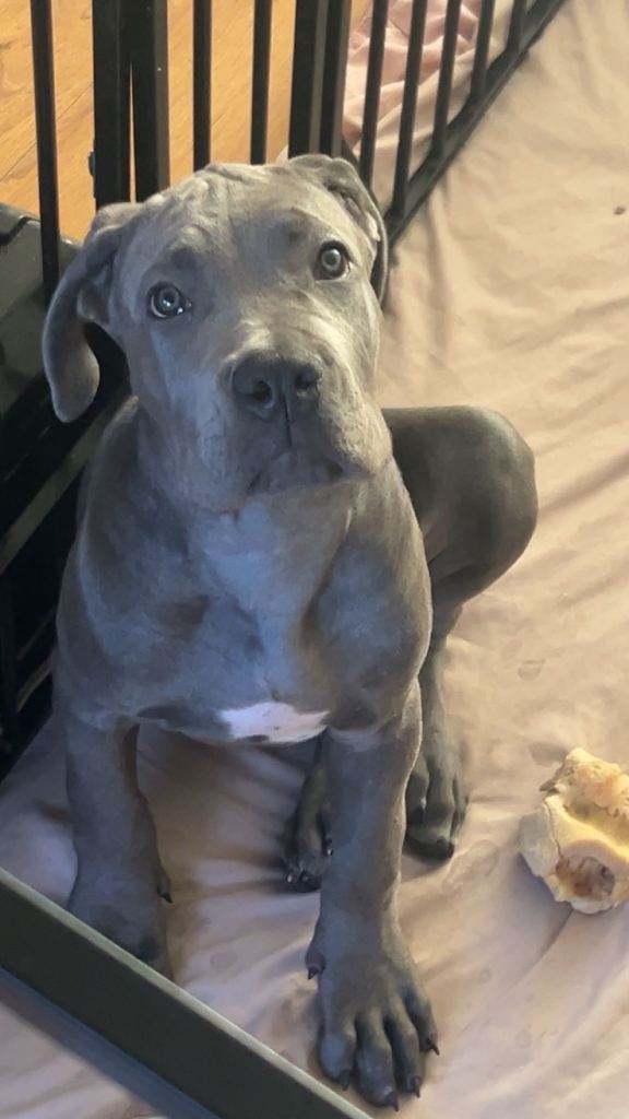 Cane Corso Puppies 
