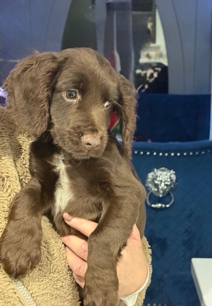 Cocker spaniel 