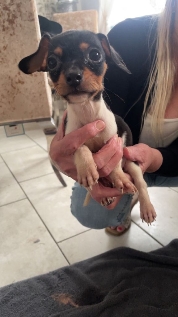 Jack Russell puppy