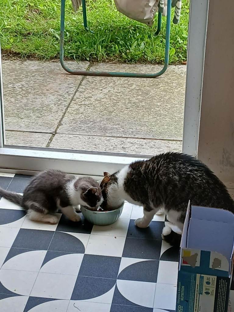 Cat for sale
