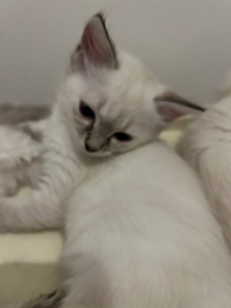 Pure breed ragdoll £640