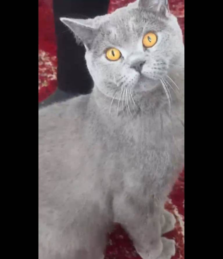 British Shorthair  Cat8