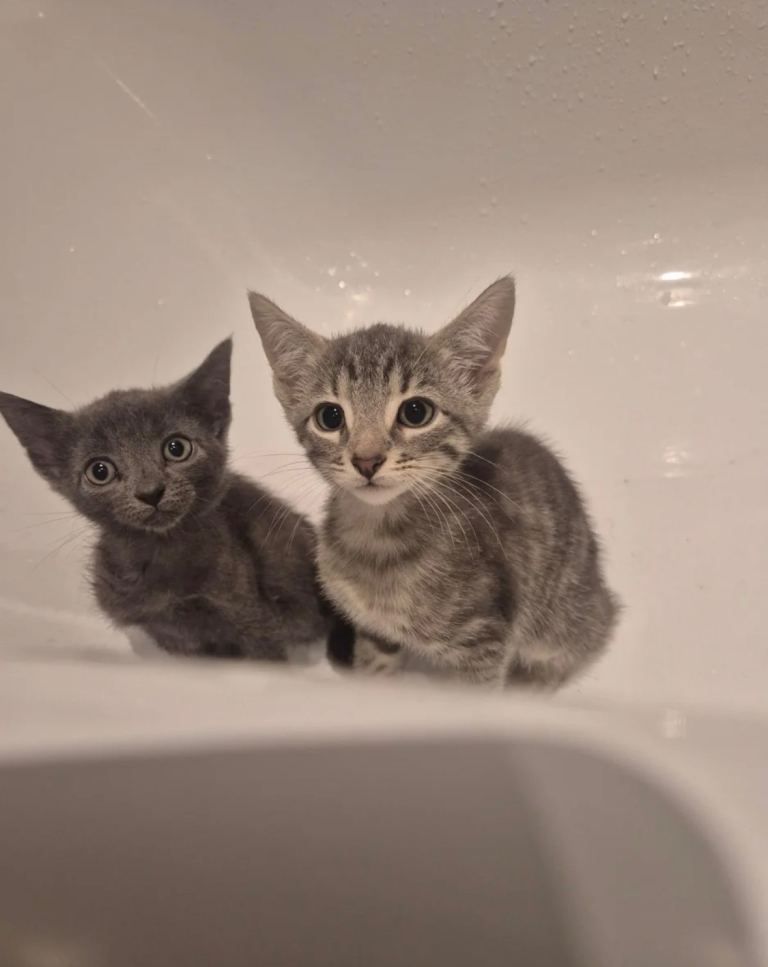  grey Adorable Kitten (1 LEFT)