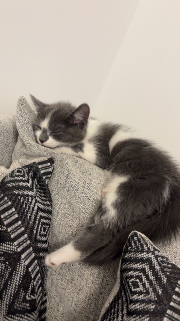 Siberian kitten for sale