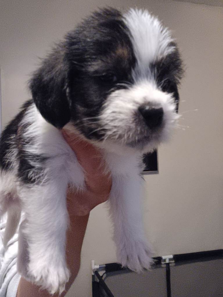 Adorable Shih Tzu Puppy for sale nearly Ready for a Loving Home