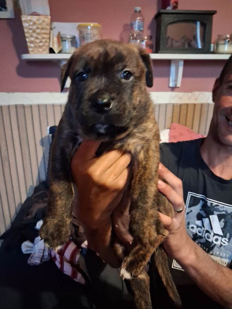 Puppys for sale