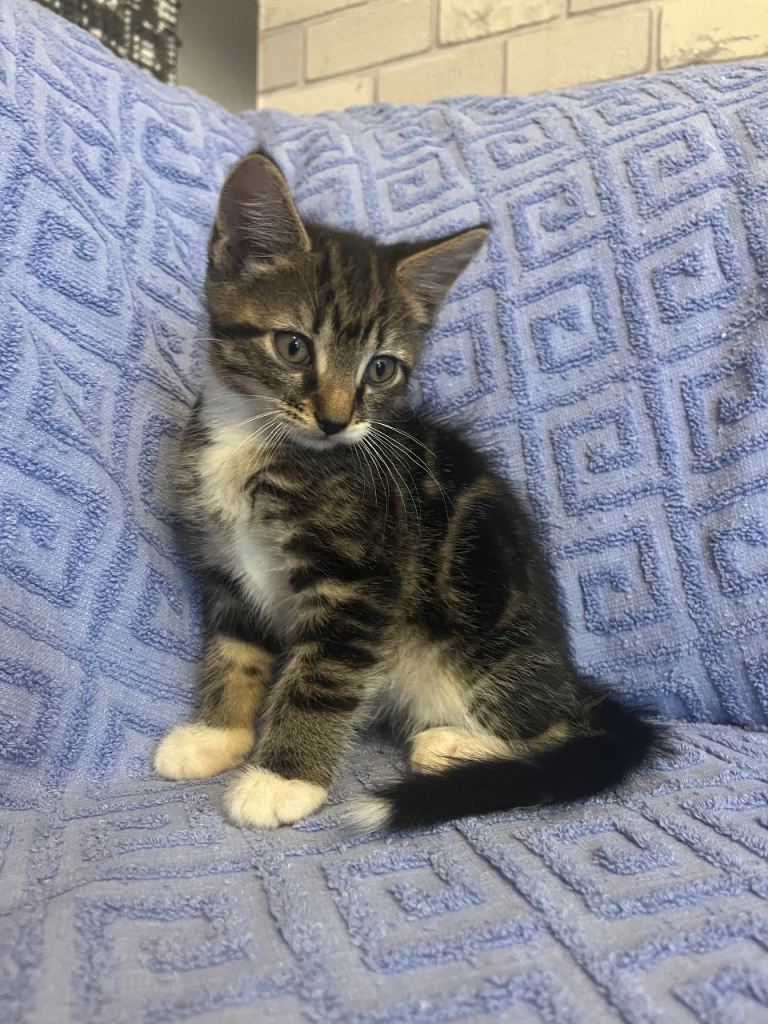 Kittens 