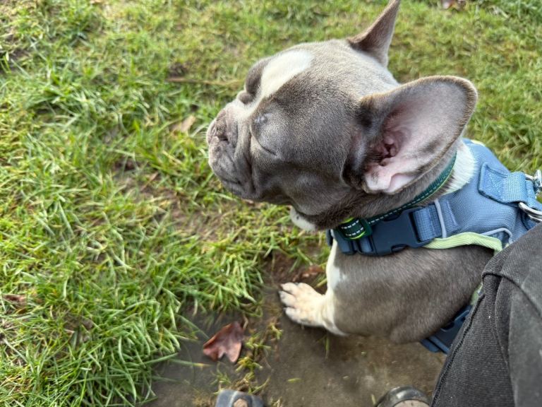 Frenchie Male 8 months old very loving