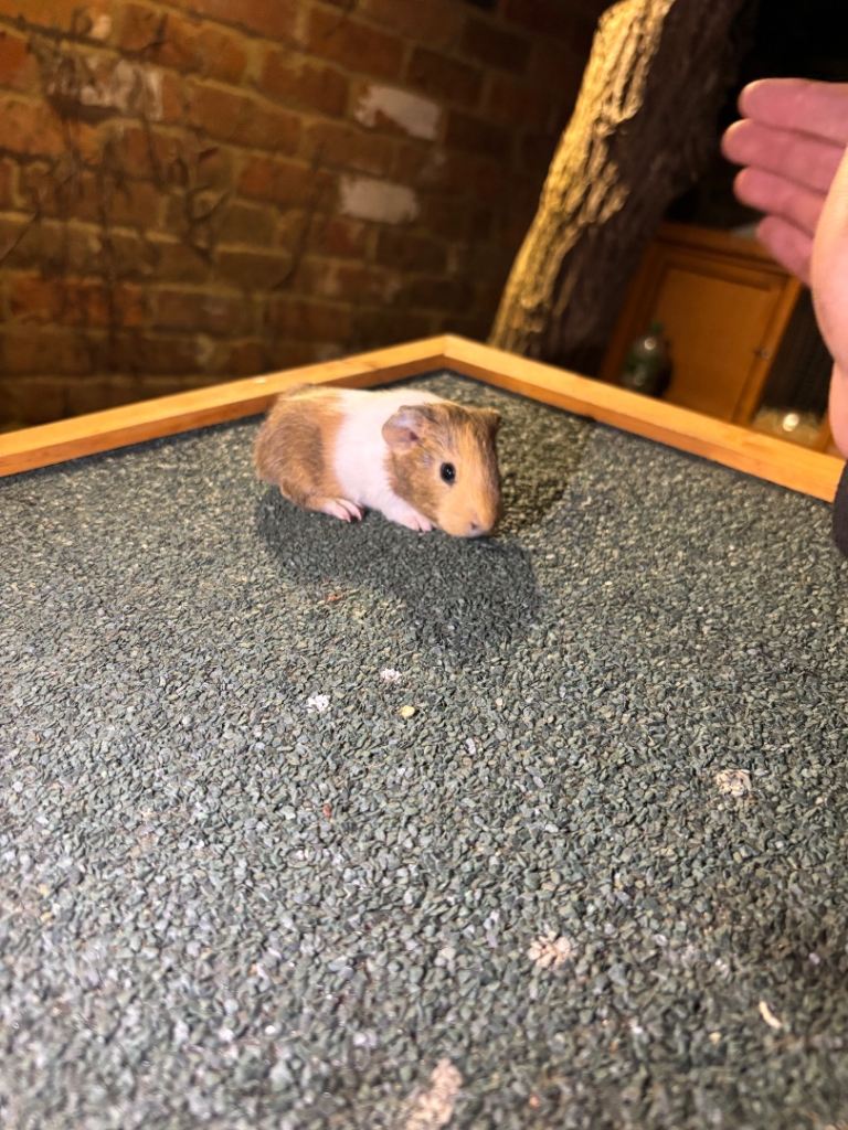 Baby guinea pigs for sale 