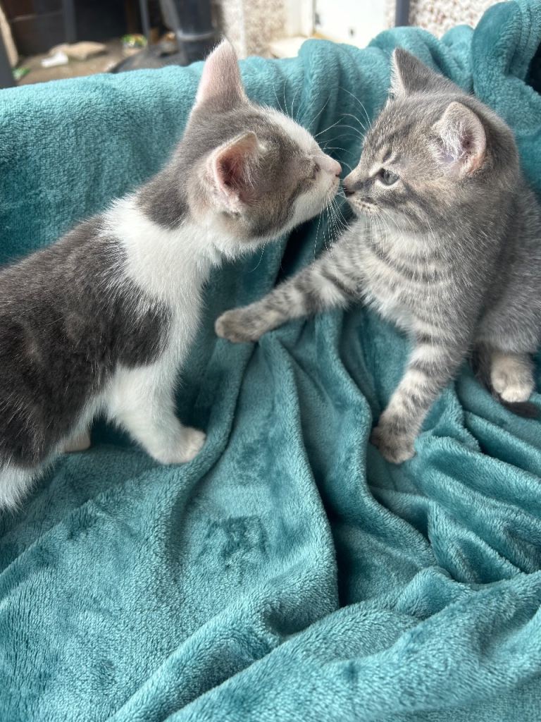 Kittens LAST 2