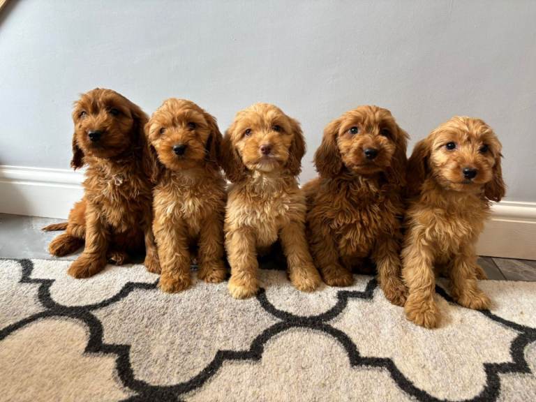 Cockapoo Puppies Fully Vaccinated, Ready Now