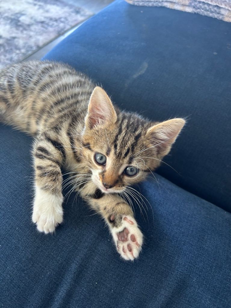 3 stunning kittens ready to go ❤️
