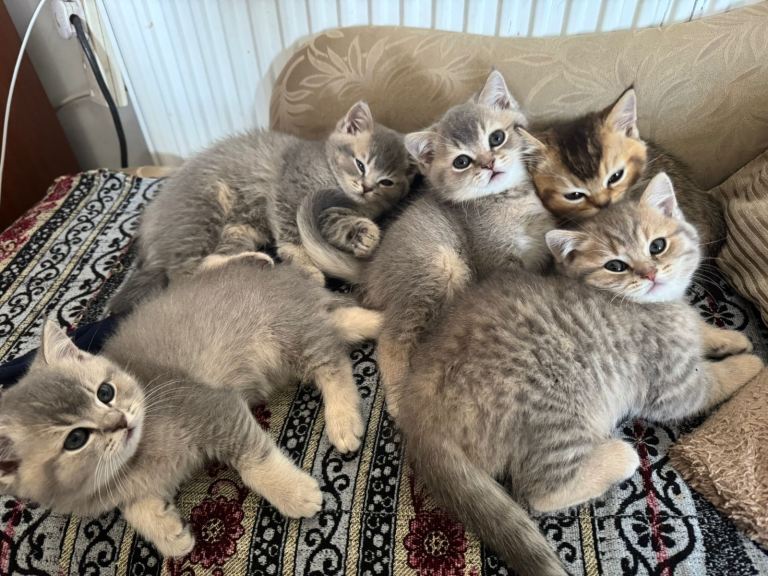 Scottish Cats