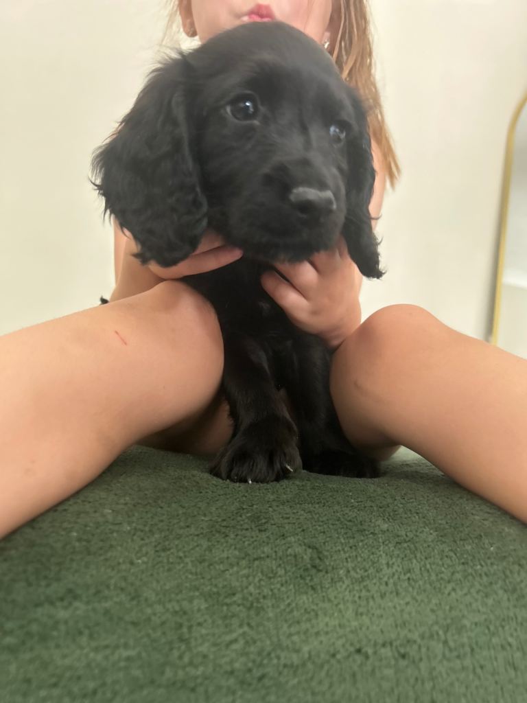 Cockapoo 1 left 