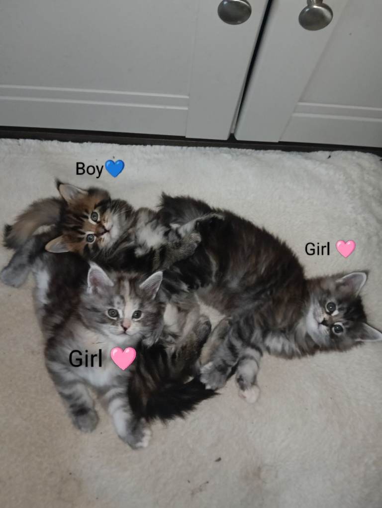 Mainecoon kittens 
