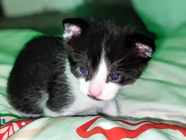 2 beautiful kittens must go together 