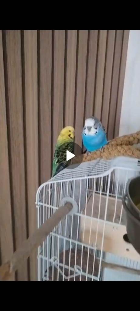 Baby budgies 