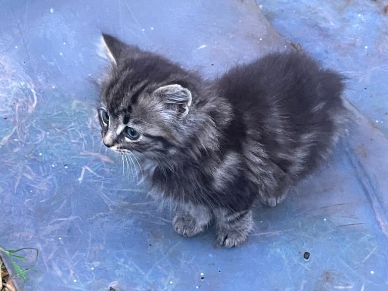 Kitten