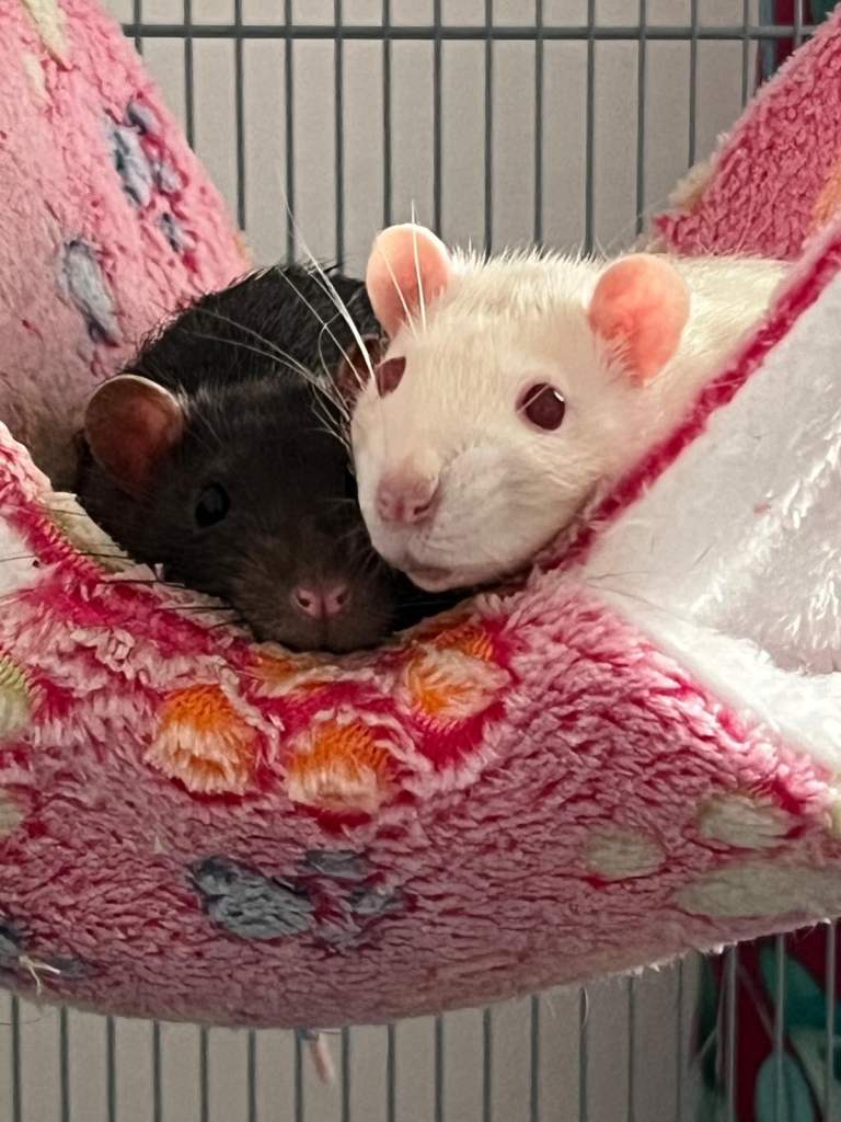 2 Male Rats with all accessories looking for a new forever home. 