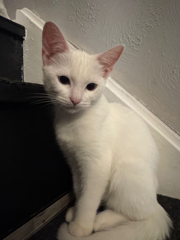 🐾 Kittens Looking for Loving Homes 🐾