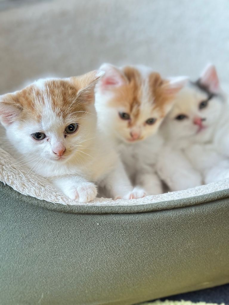 4 lovely Kittens 2 boys 2 girls 