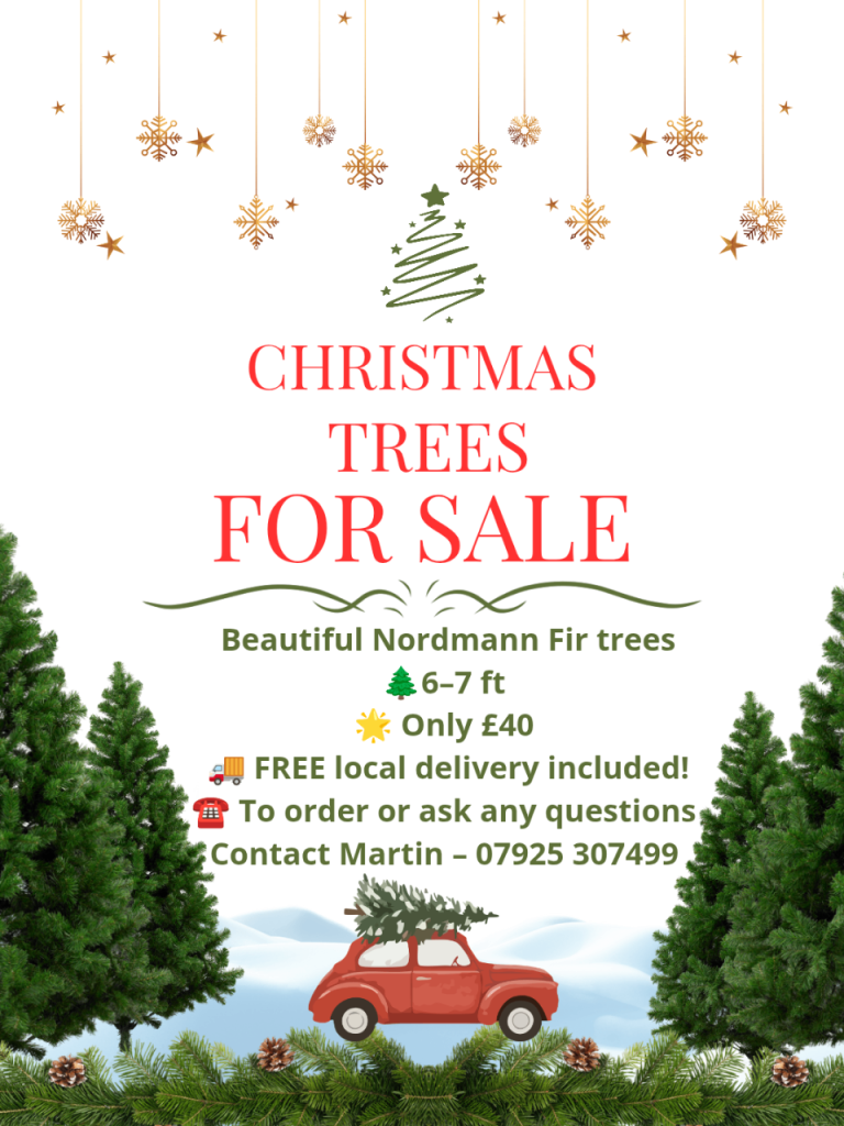 REAL NORDMANN FIR CHRISTMAS TREES FOR SALE 