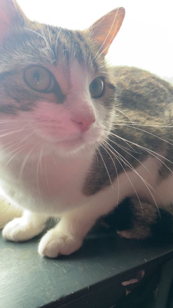 male cat