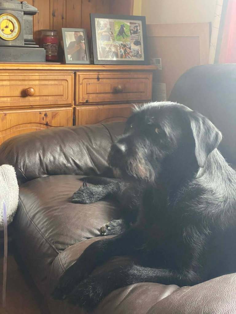 Labrador/pointer puppies 