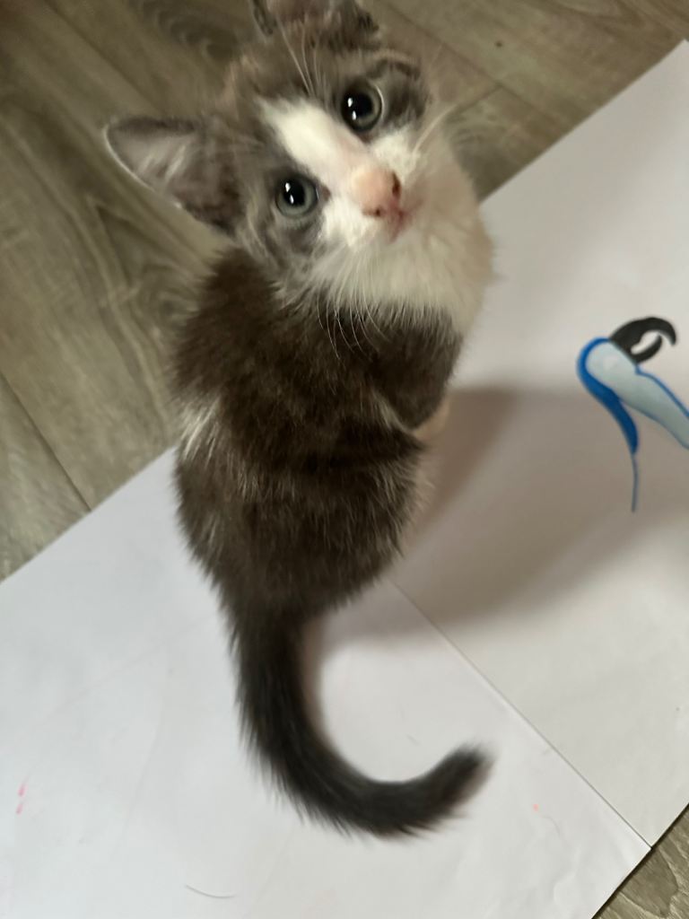 Adorable kittens for sale